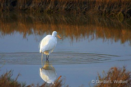 Egret With A Catch_36675.jpg - Great Egret (Ardea alba) photographed along the Gulf coast at the Magic Ridge Bird Sanctuary near Port Lavaca, Texas, USA. 